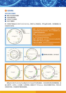 病毒包裝相關(guān)試劑盒及一站式服務(wù)，為科研保駕護(hù)航